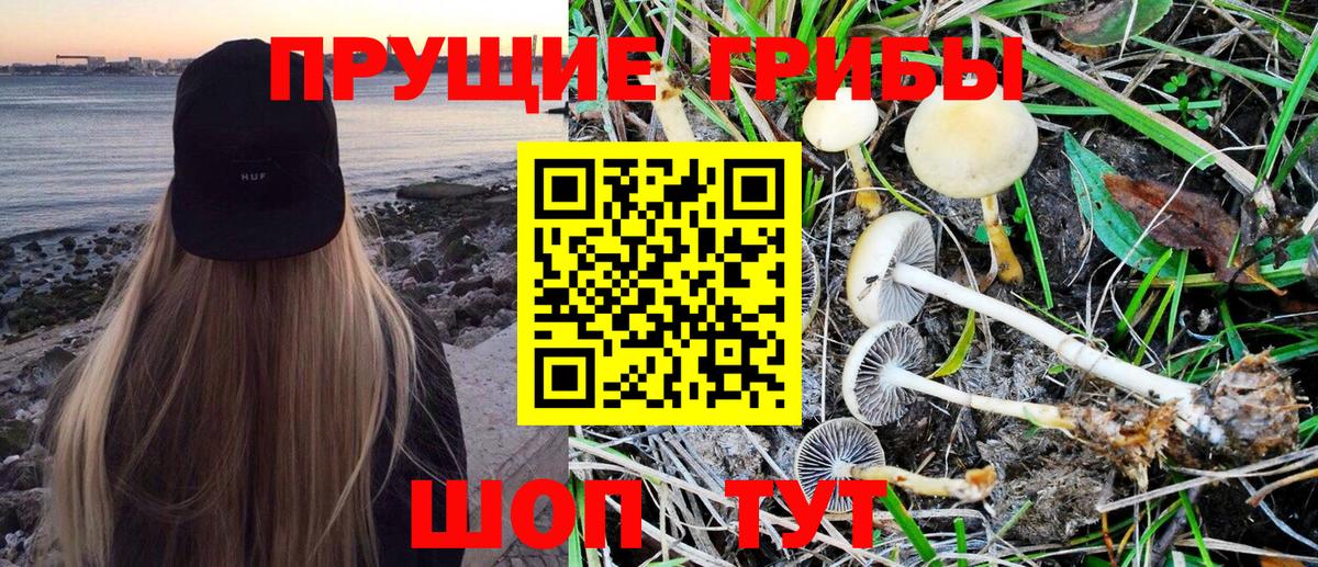 Псилоцибиновые грибы GOLDEN TEACHER Владимир